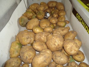 patatas 2013-1
