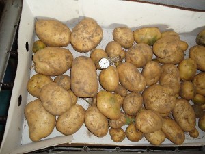 patatas 2013