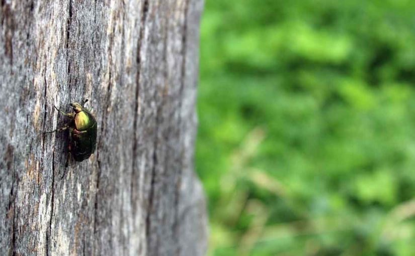 Aranzadi descubre nuevas especies de escarabajos protegidos en Álava