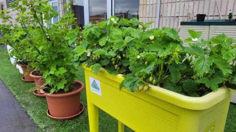 Huerto urbano: Seguimos creciendo… ¡Plantamos hierbas condimentarias!
